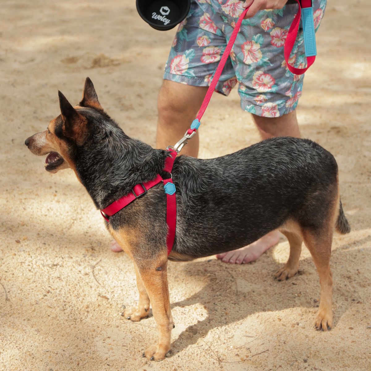 Kit Coleira Peitoral Woley Catchup G + Escolha sua Guia