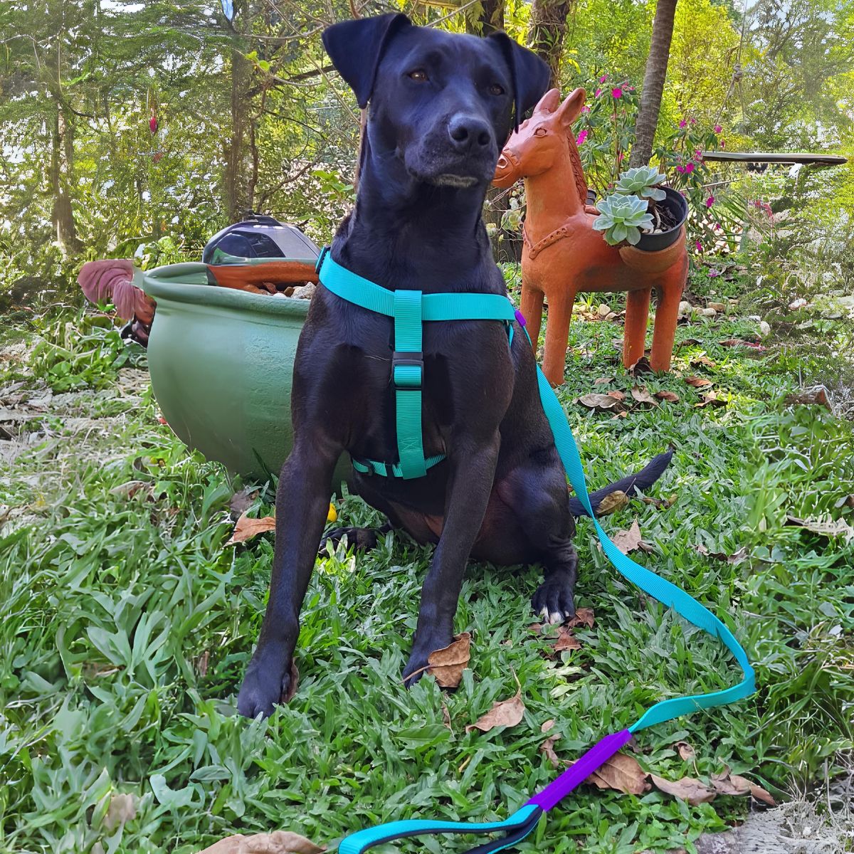 Kit Coleira Peitoral Woley Piscina M + Escolha sua Guia